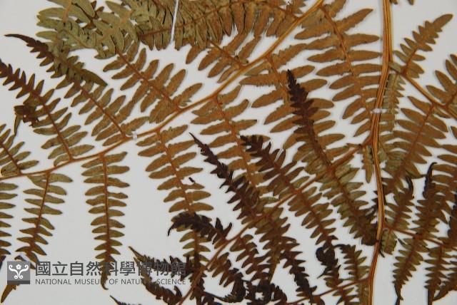 蕨藏品圖，第5張