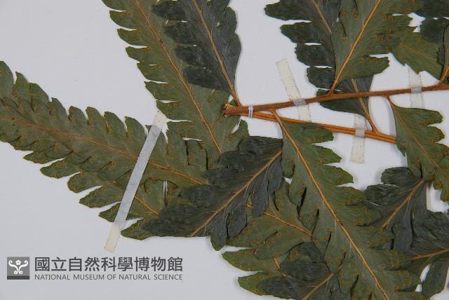 邊緣鱗蓋蕨藏品圖，第5張