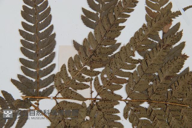 中華複葉耳蕨藏品圖，第5張