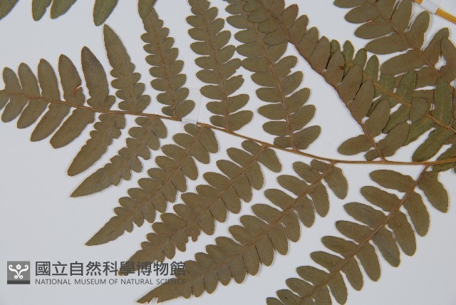 蕨藏品圖，第5張