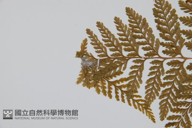 杯狀蓋陰石蕨藏品圖，第5張