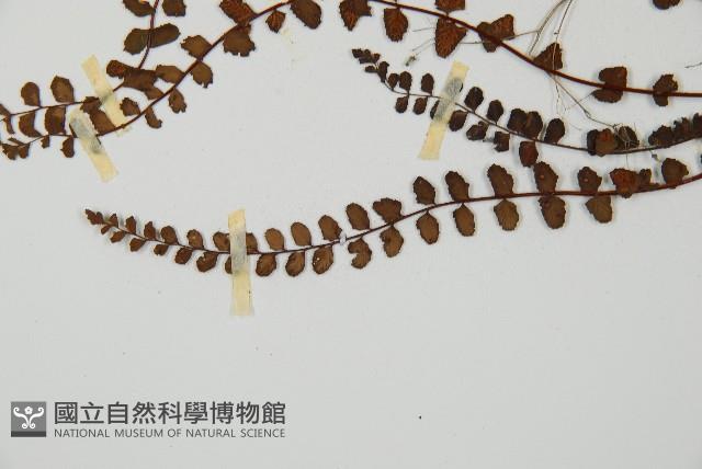 鐵角蕨藏品圖，第5張