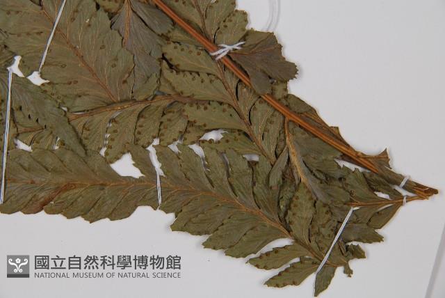 邊緣鱗蓋蕨藏品圖，第5張