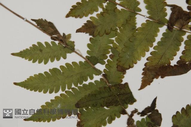 薄葉擬肋毛蕨、南洋三叉蕨藏品圖，第5張