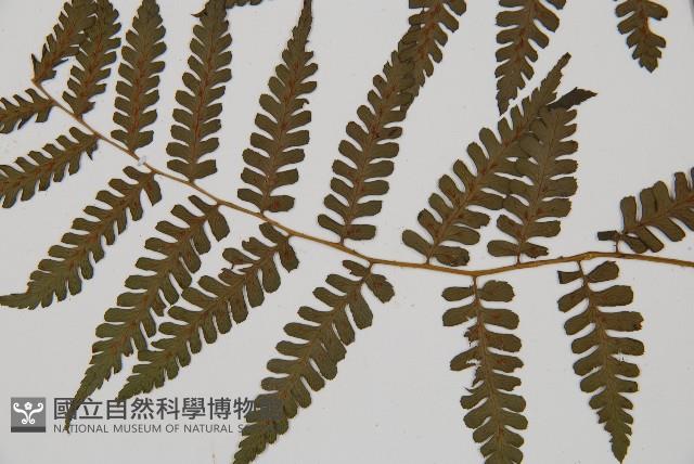 川上氏雙蓋蕨藏品圖，第5張