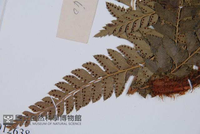 屋久複葉耳蕨藏品圖，第5張