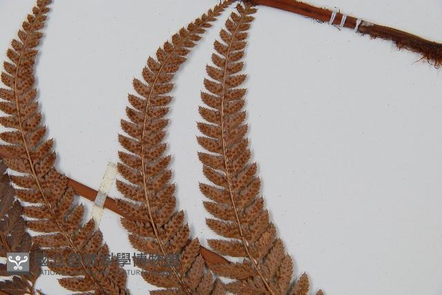 細葉複葉耳蕨藏品圖，第5張