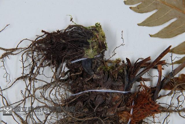 生芽狗脊蕨、頂芽狗脊蕨藏品圖，第5張