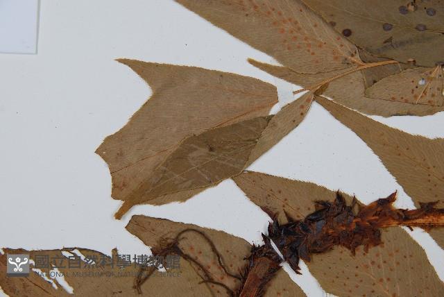 細齒貫眾蕨藏品圖，第5張