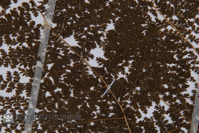 Accession Number:P007638 Collection Image, Figure 5, Total 5 Figures