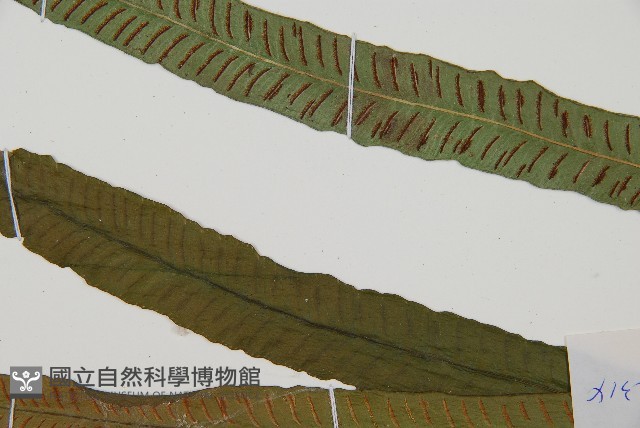 單葉雙蓋蕨藏品圖，第3張