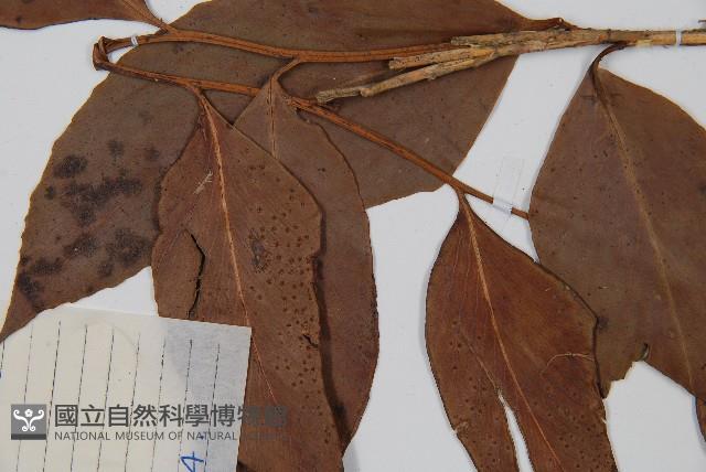 尖葉貫眾蕨藏品圖，第4張