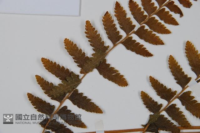 毛果鱗蓋蕨藏品圖，第5張