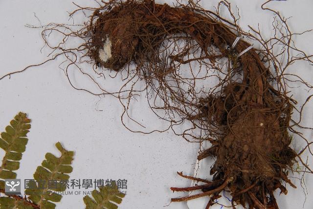 尖齒鱗毛蕨藏品圖，第5張