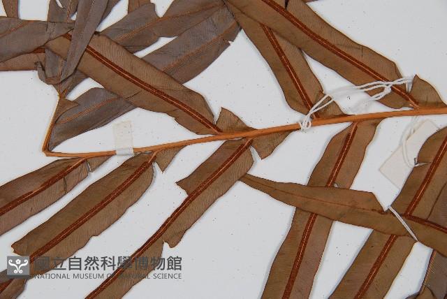 烏毛蕨藏品圖，第4張