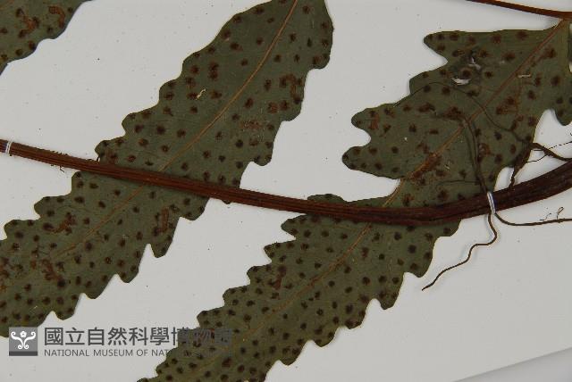 蛇脈三叉蕨藏品圖，第5張