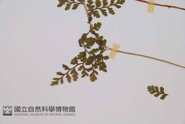 寬葉冷蕨藏品圖，第5張