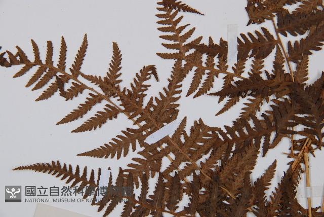 日本蹄蓋蕨藏品圖，第5張