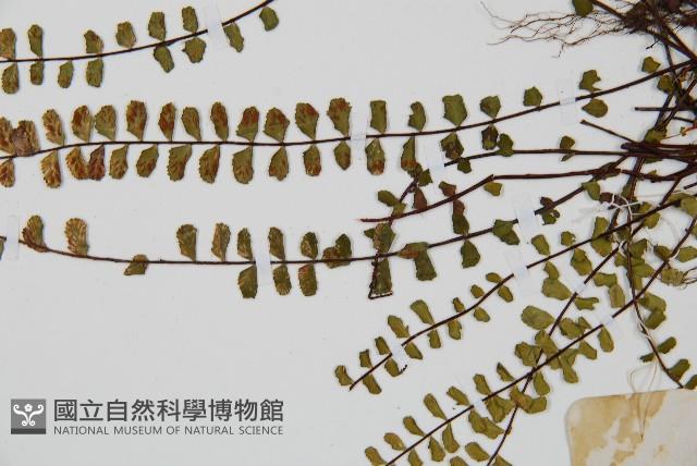 鐵角蕨藏品圖，第4張