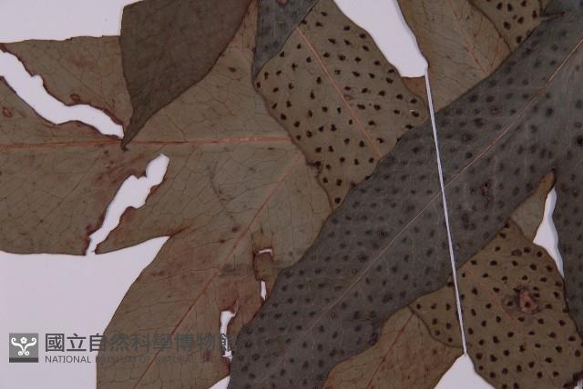 翅柄三叉蕨藏品圖，第5張