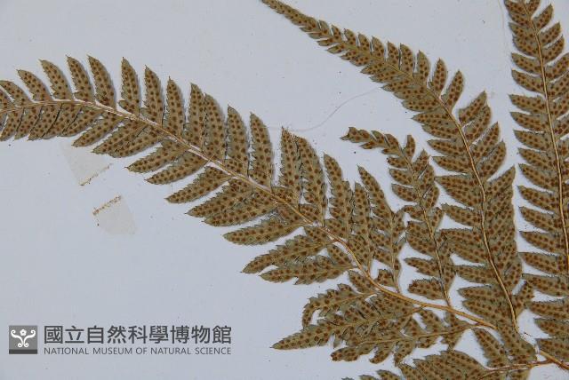 細葉複葉耳蕨藏品圖，第5張