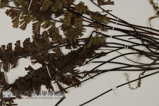 鞭葉鐵線蕨藏品圖，第5張