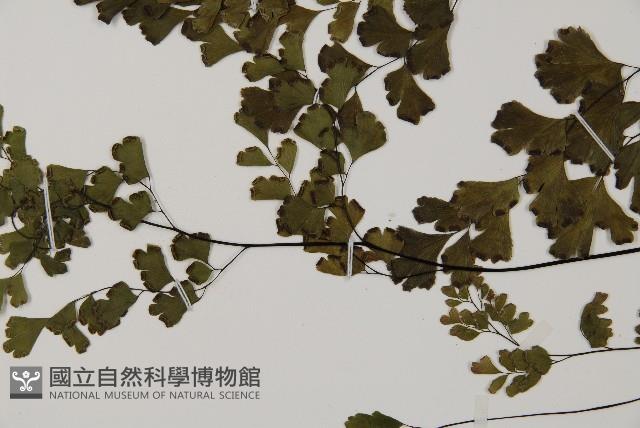 鐵線蕨藏品圖，第5張