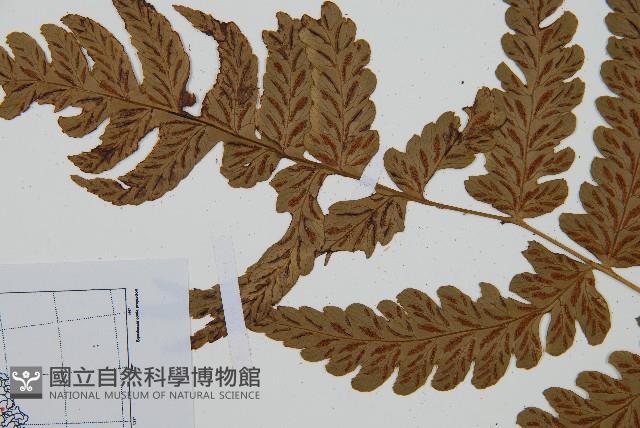 深山雙蓋蕨藏品圖，第5張