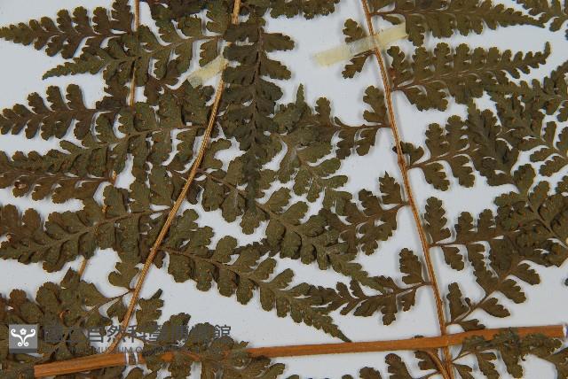 刺柄碗蕨藏品圖，第5張