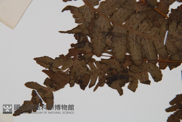 貞蕨藏品圖，第5張