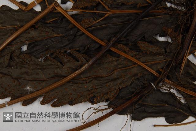 紫柄三叉蕨藏品圖，第7張
