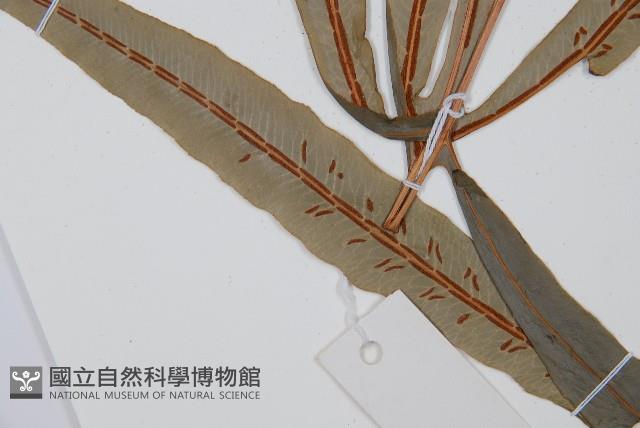 崇澍蕨藏品圖，第5張