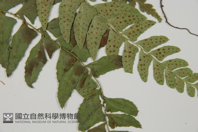 鐮羽貫眾藏品圖，第5張