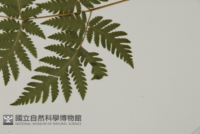 薄葉三叉蕨藏品圖，第5張