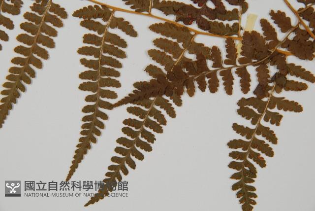 刺柄碗蕨藏品圖，第5張