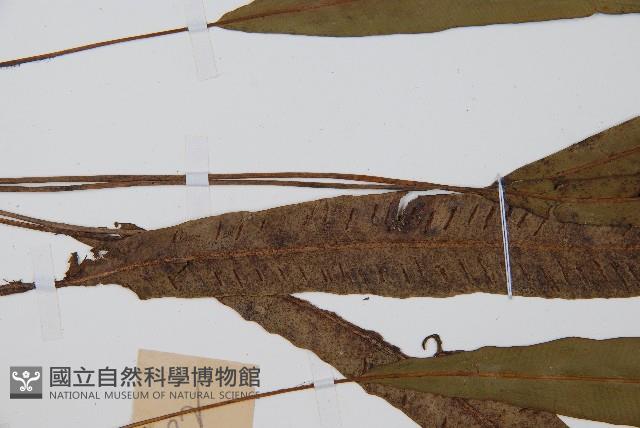 單葉雙蓋蕨藏品圖，第5張