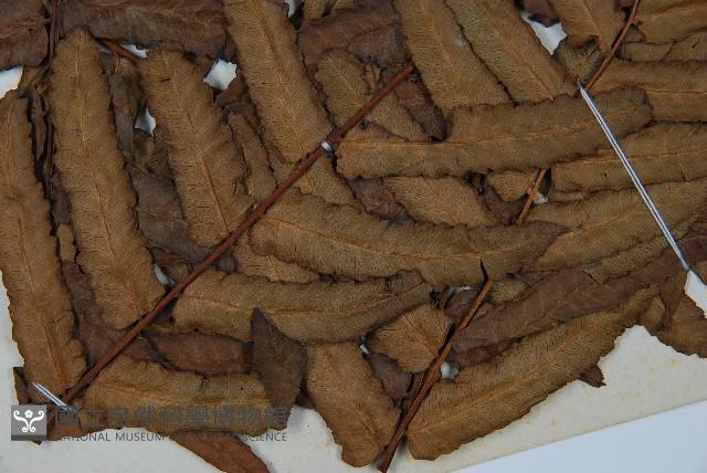 黑桫蕨藏品圖，第5張