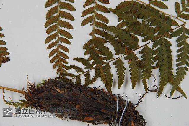 高山蹄蓋蕨藏品圖，第5張