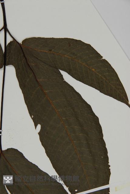 紫柄三叉蕨藏品圖，第5張