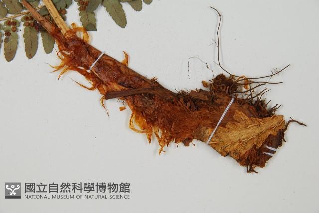 登錄號:P010148藏品圖，第3張