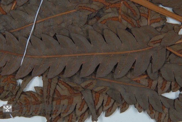 日本狗脊蕨藏品圖，第5張