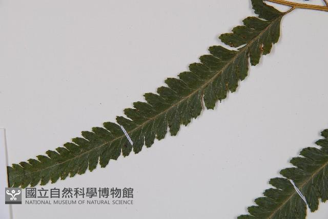 邊緣鱗蓋蕨藏品圖，第5張