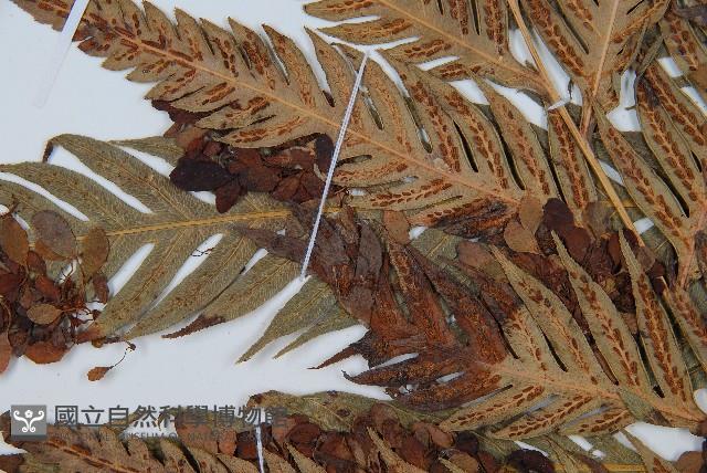 東方狗脊蕨藏品圖，第5張