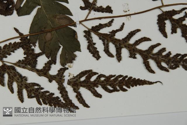 屏東擬肋毛蕨藏品圖，第5張