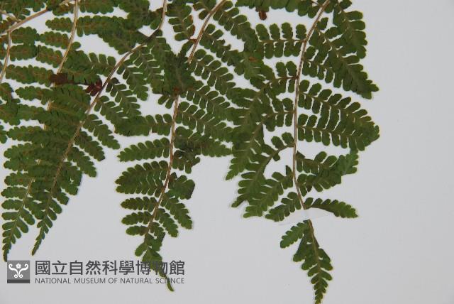 東北角蕨藏品圖，第5張