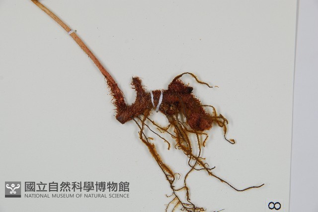 細葉複葉耳蕨藏品圖，第5張