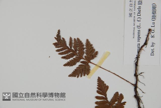 陰石蕨藏品圖，第5張