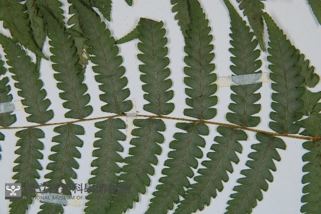 Accession Number:P000348 Collection Image, Figure 5, Total 5 Figures