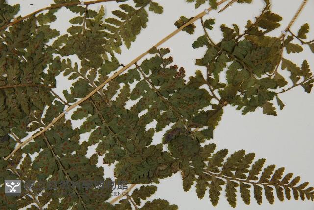 華中蹄蓋蕨藏品圖，第3張