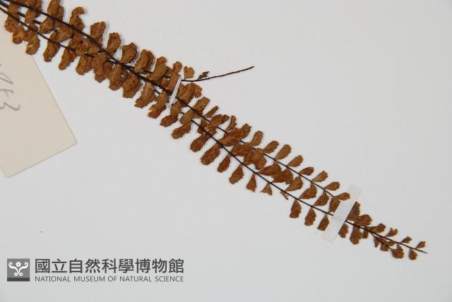 鐵角蕨藏品圖，第5張